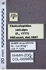 Etikett zu Chalcolepidius obscurus (Castelnau, 1836)